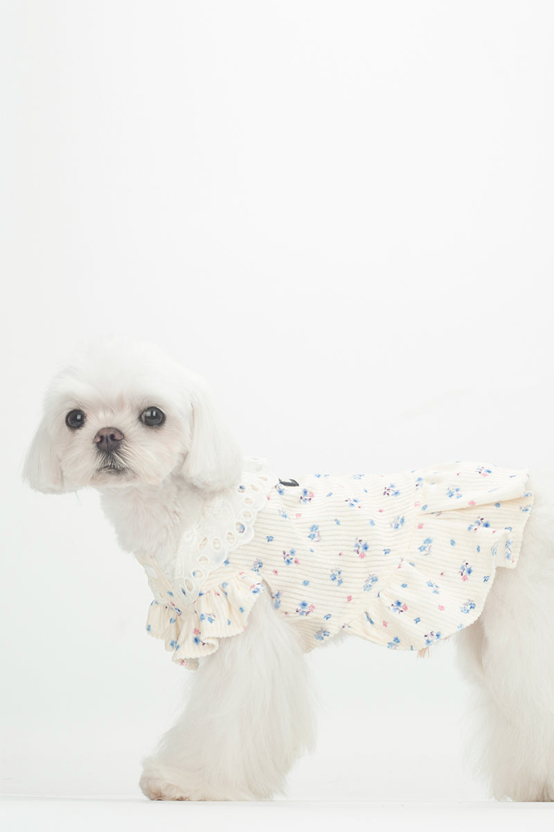 BITEONE Cream Ditsy Floral Pet Dress with Eyelet Lace Collar, Soft Rib Knit, for Small Dogs & Cats